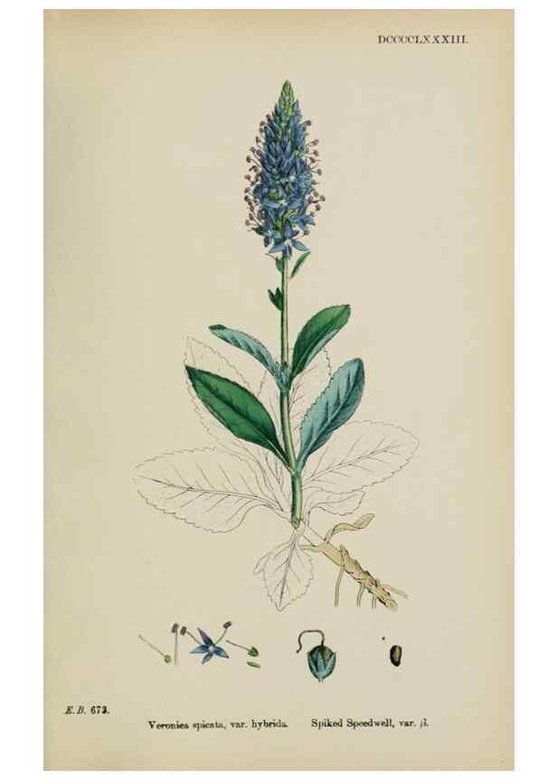 Reproducción/Reproduction 48717583883: English botany, or, Coloured figures of British plants /. London :R. Hardwicke,1863-1886.. 