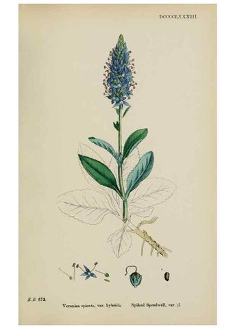 Reproducción/Reproduction 48717583883: English botany, or, Coloured figures of British plants /. London :R. Hardwicke,1863-1886.. 