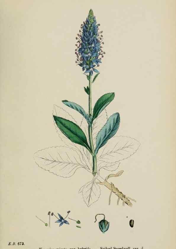 Reproducción/Reproduction 48717583883: English botany, or, Coloured figures of British plants /. London :R. Hardwicke,1863-1886.. 