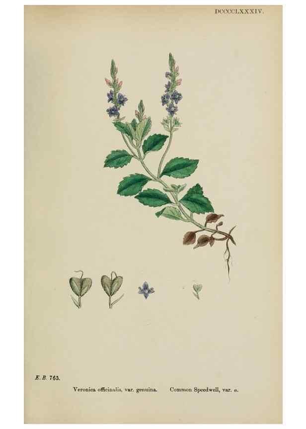 Reproducción/Reproduction 48717584163: English botany, or, Coloured figures of British plants /. London :R. Hardwicke,1863-1886.. 