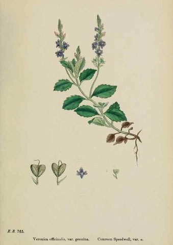 Reproducción/Reproduction 48717584163: English botany, or, Coloured figures of British plants /. London :R. Hardwicke,1863-1886.. 