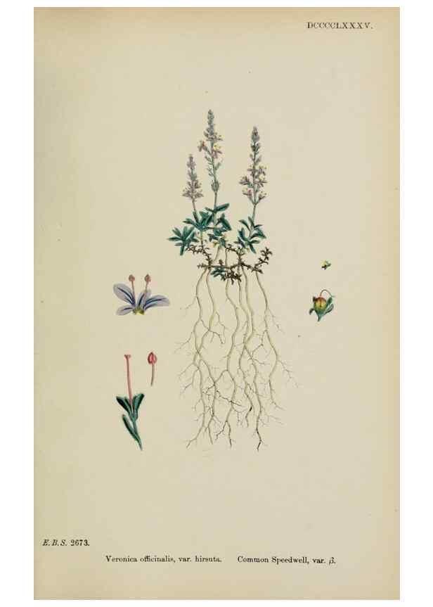 Reproducción/Reproduction 48717921031: English botany, or, Coloured figures of British plants /. London :R. Hardwicke,1863-1886.. 