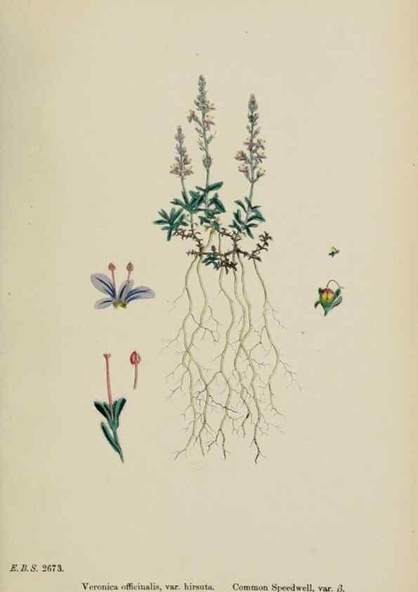 Reproducción/Reproduction 48717921031: English botany, or, Coloured figures of British plants /. London :R. Hardwicke,1863-1886.. 