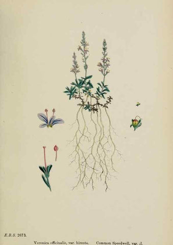 Reproducción/Reproduction 48717921031: English botany, or, Coloured figures of British plants /. London :R. Hardwicke,1863-1886.. 