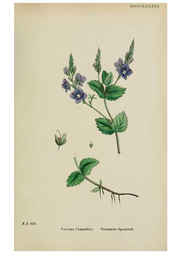 Reproducción/Reproduction 48717921361: English botany, or, Coloured figures of British plants /. London :R. Hardwicke,1863-1886.. 