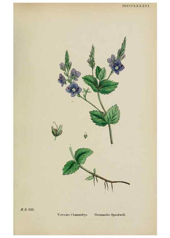 Reproducción/Reproduction 48717921361: English botany, or, Coloured figures of British plants /. London :R. Hardwicke,1863-1886.. 