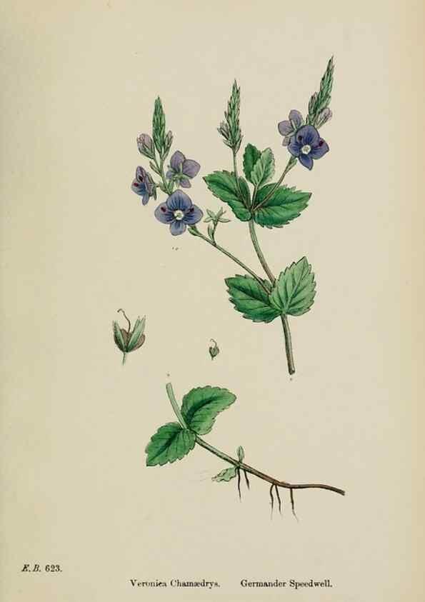 Reproducción/Reproduction 48717921361: English botany, or, Coloured figures of British plants /. London :R. Hardwicke,1863-1886.. 