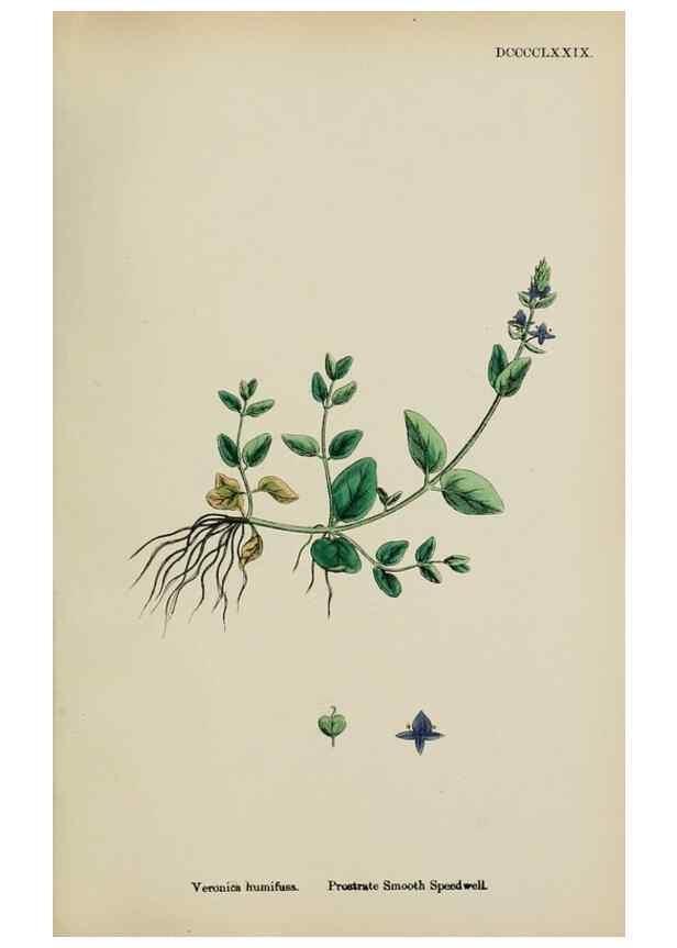 Reproducción/Reproduction 48717919231: English botany, or, Coloured figures of British plants /. London :R. Hardwicke,1863-1886.. 