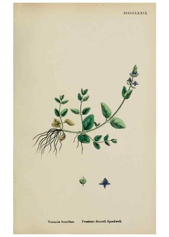 Reproducción/Reproduction 48717919231: English botany, or, Coloured figures of British plants /. London :R. Hardwicke,1863-1886.. 