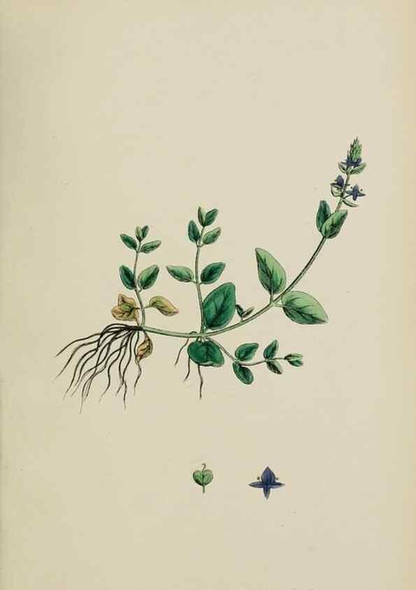 Reproducción/Reproduction 48717919231: English botany, or, Coloured figures of British plants /. London :R. Hardwicke,1863-1886.. 