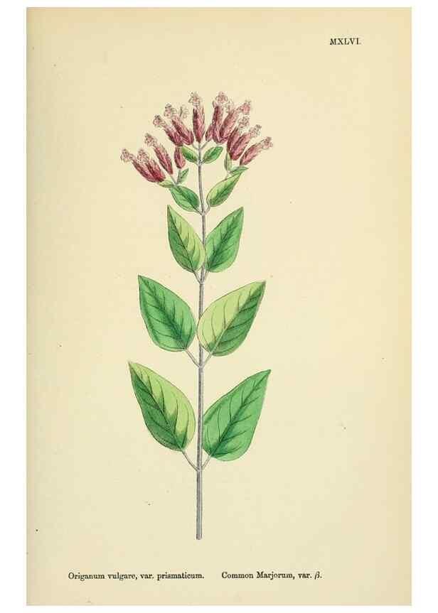 Reproducción/Reproduction 48718047046: English botany, or, Coloured figures of British plants /. London :R. Hardwicke,1863-1886.. 