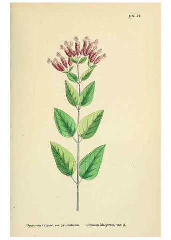 Reproducción/Reproduction 48718047046: English botany, or, Coloured figures of British plants /. London :R. Hardwicke,1863-1886.. 