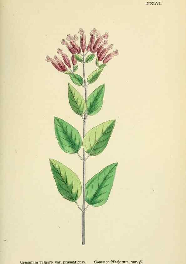 Reproducción/Reproduction 48718047046: English botany, or, Coloured figures of British plants /. London :R. Hardwicke,1863-1886.. 