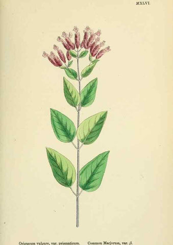Reproducción/Reproduction 48718047046: English botany, or, Coloured figures of British plants /. London :R. Hardwicke,1863-1886.. 