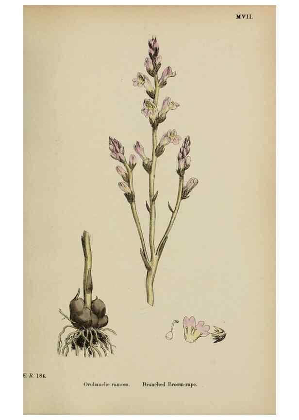 Reproducción/Reproduction 48718098842: English botany, or, Coloured figures of British plants /. London :R. Hardwicke,1863-1886.. 