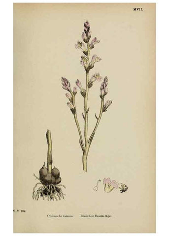 Reproducción/Reproduction 48718098842: English botany, or, Coloured figures of British plants /. London :R. Hardwicke,1863-1886.. 