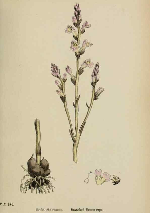 Reproducción/Reproduction 48718098842: English botany, or, Coloured figures of British plants /. London :R. Hardwicke,1863-1886.. 
