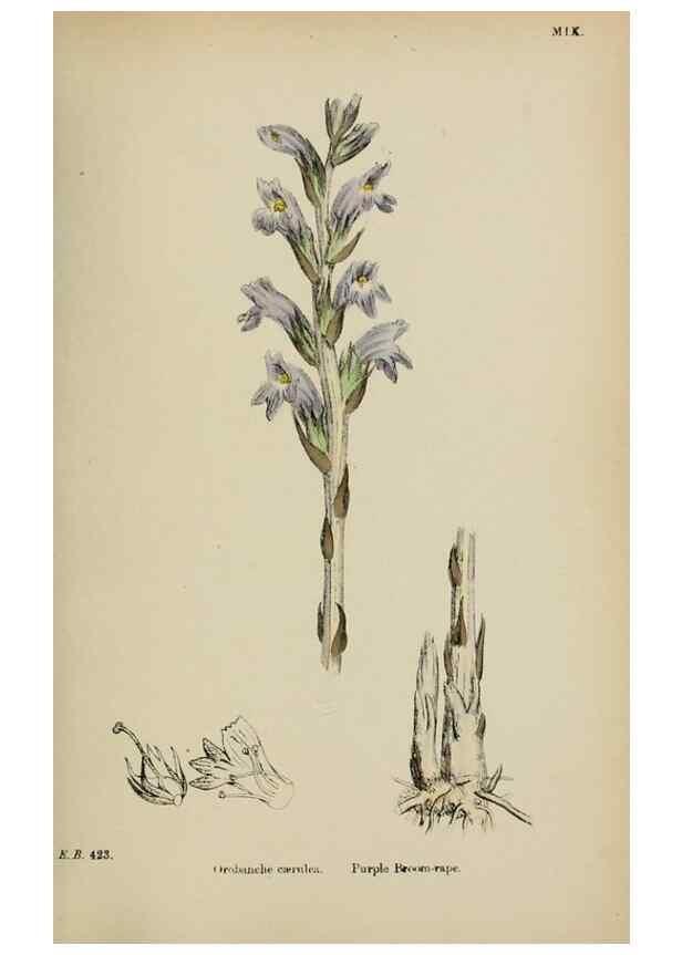 Reproducción/Reproduction 48717928721: English botany, or, Coloured figures of British plants /. London :R. Hardwicke,1863-1886.. 