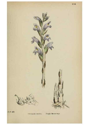 Reproducción/Reproduction 48717928721: English botany, or, Coloured figures of British plants /. London :R. Hardwicke,1863-1886.. 