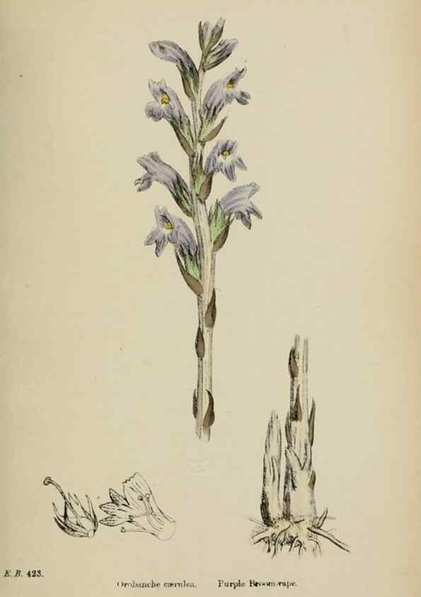 Reproducción/Reproduction 48717928721: English botany, or, Coloured figures of British plants /. London :R. Hardwicke,1863-1886.. 