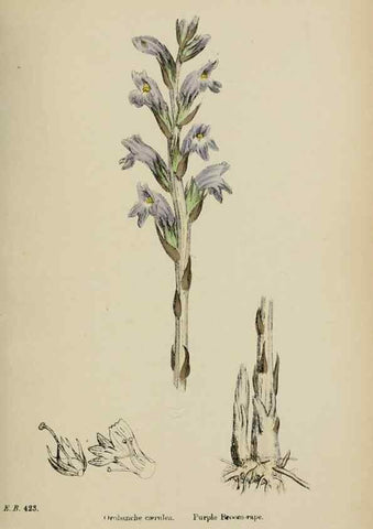 Reproducción/Reproduction 48717928721: English botany, or, Coloured figures of British plants /. London :R. Hardwicke,1863-1886.. 