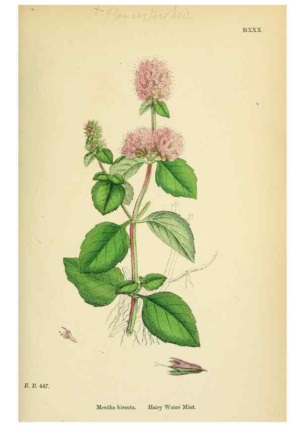 Reproducción/Reproduction 48718042256: English botany, or, Coloured figures of British plants /. London :R. Hardwicke,1863-1886.. 