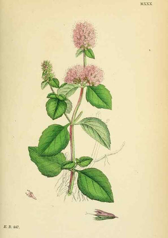 Reproducción/Reproduction 48718042256: English botany, or, Coloured figures of British plants /. London :R. Hardwicke,1863-1886.. 