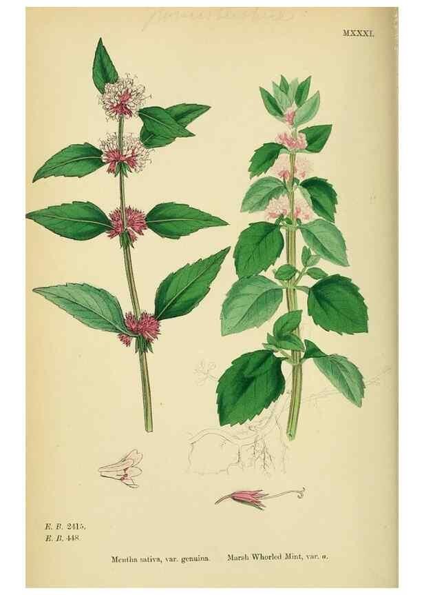 Reproducción/Reproduction 48718042646: English botany, or, Coloured figures of British plants /. London :R. Hardwicke,1863-1886.. 