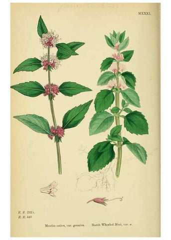 Reproducción/Reproduction 48718042646: English botany, or, Coloured figures of British plants /. London :R. Hardwicke,1863-1886.. 