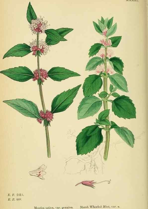 Reproducción/Reproduction 48718042646: English botany, or, Coloured figures of British plants /. London :R. Hardwicke,1863-1886.. 