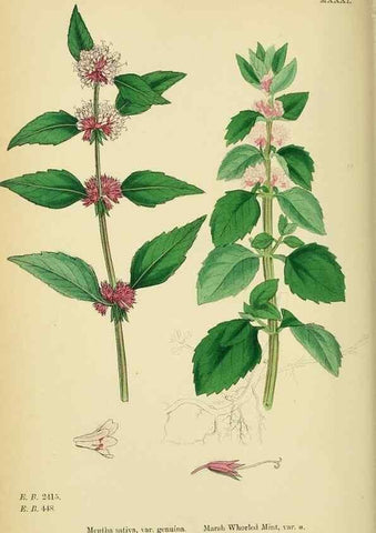 Reproducción/Reproduction 48718042646: English botany, or, Coloured figures of British plants /. London :R. Hardwicke,1863-1886.. 