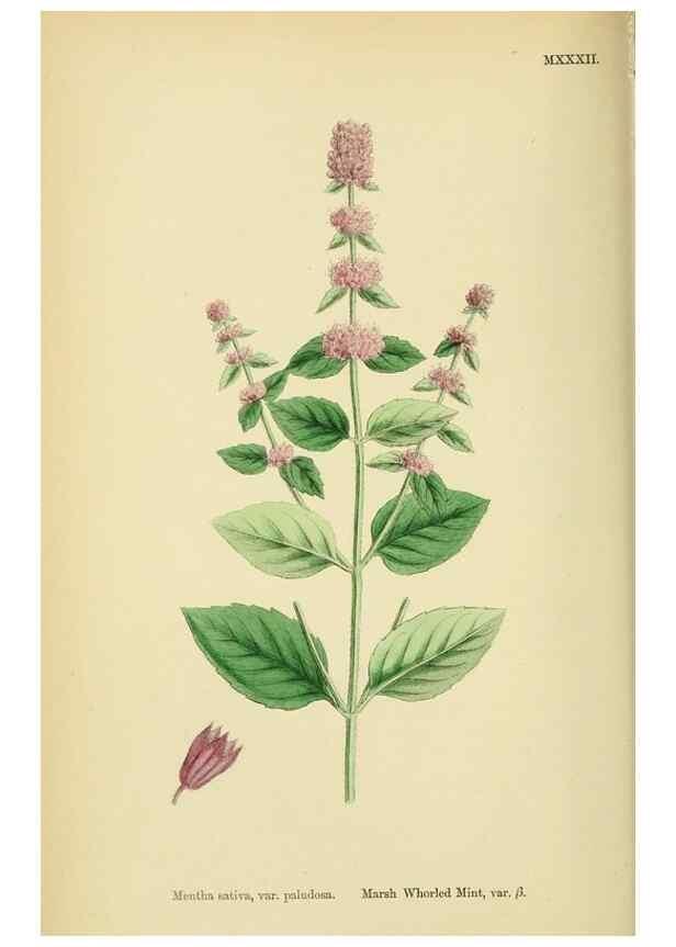 Reproducción/Reproduction 48718214617: English botany, or, Coloured figures of British plants /. London :R. Hardwicke,1863-1886.. 