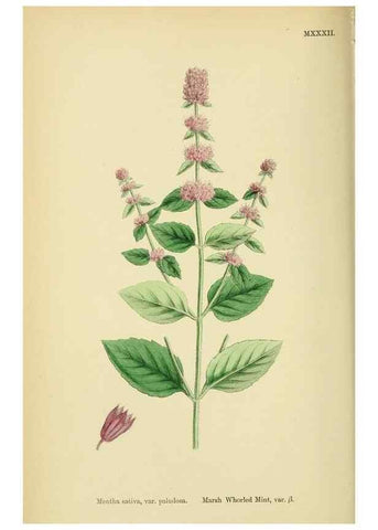 Reproducción/Reproduction 48718214617: English botany, or, Coloured figures of British plants /. London :R. Hardwicke,1863-1886.. 