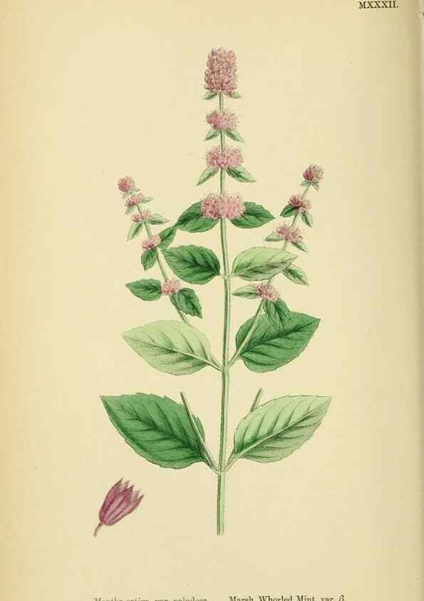 Reproducción/Reproduction 48718214617: English botany, or, Coloured figures of British plants /. London :R. Hardwicke,1863-1886.. 