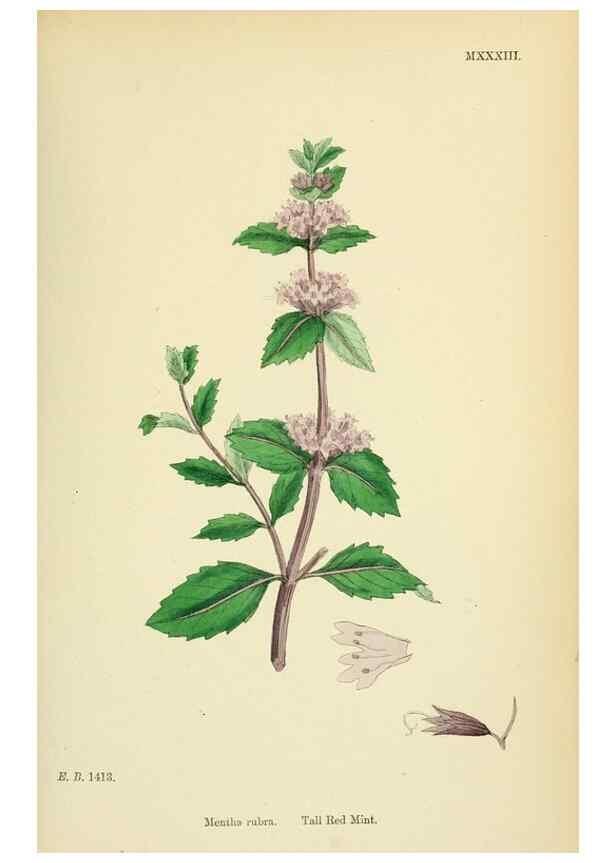 Reproducción/Reproduction 48718214892: English botany, or, Coloured figures of British plants /. London :R. Hardwicke,1863-1886.. 