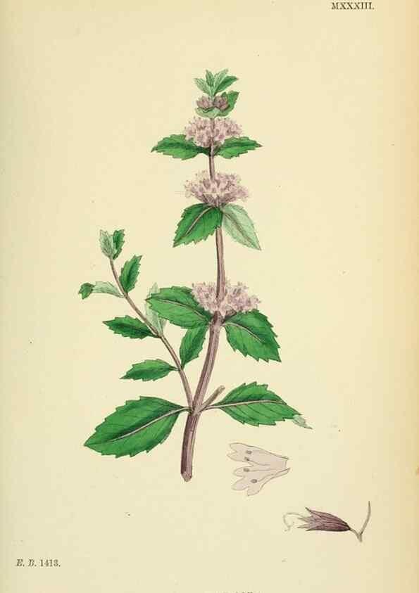 Reproducción/Reproduction 48718214892: English botany, or, Coloured figures of British plants /. London :R. Hardwicke,1863-1886.. 