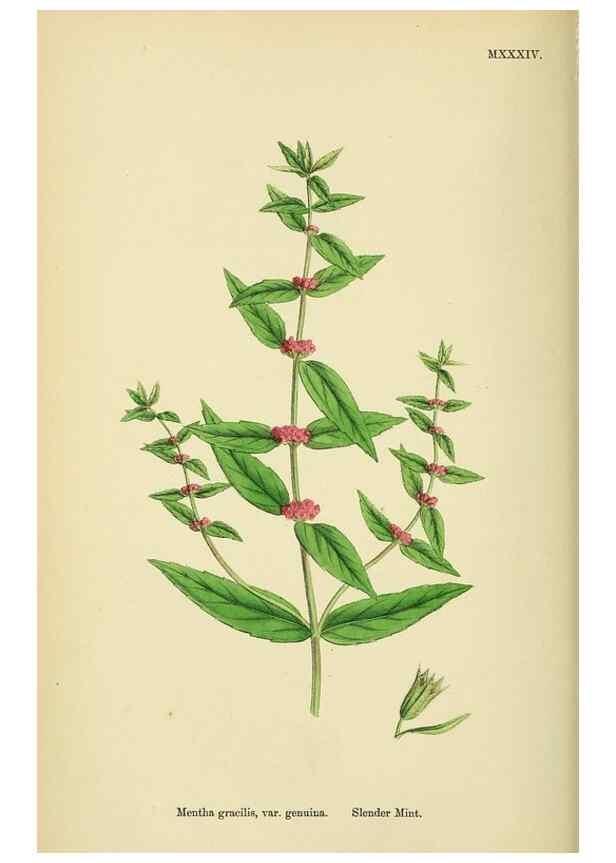 Reproducción/Reproduction 48718215217: English botany, or, Coloured figures of British plants /. London :R. Hardwicke,1863-1886.. 