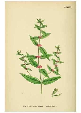 Reproducción/Reproduction 48718215217: English botany, or, Coloured figures of British plants /. London :R. Hardwicke,1863-1886.. 