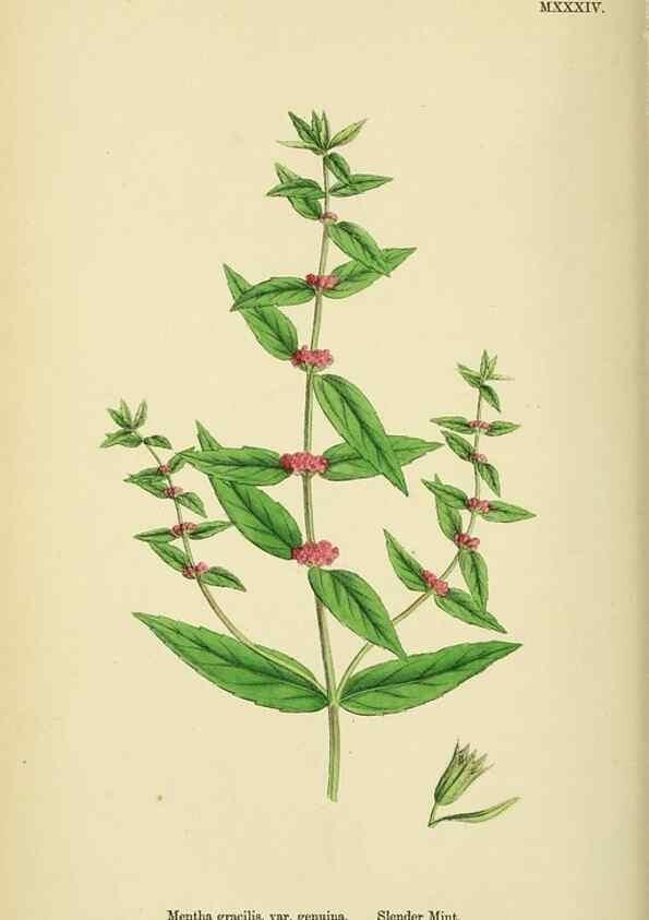 Reproducción/Reproduction 48718215217: English botany, or, Coloured figures of British plants /. London :R. Hardwicke,1863-1886.. 