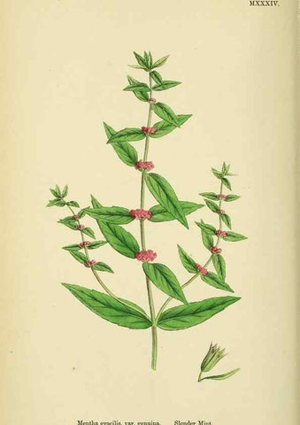 Reproducción/Reproduction 48718215217: English botany, or, Coloured figures of British plants /. London :R. Hardwicke,1863-1886.. 