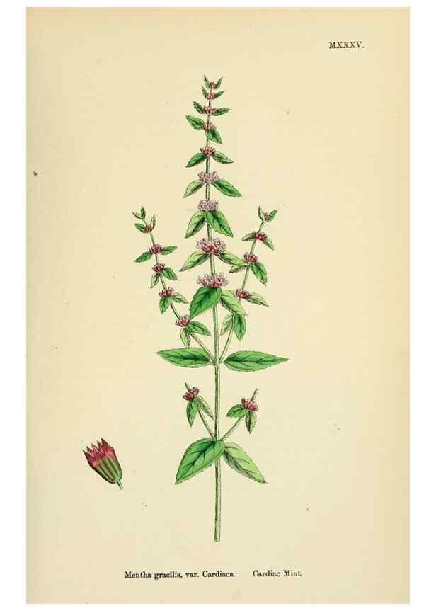 Reproducción/Reproduction 48718043606: English botany, or, Coloured figures of British plants /. London :R. Hardwicke,1863-1886.. 