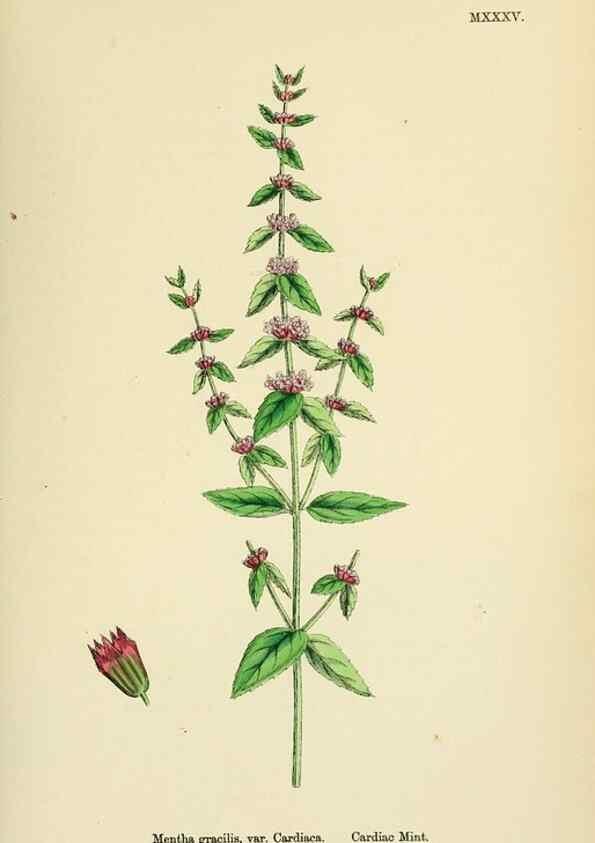 Reproducción/Reproduction 48718043606: English botany, or, Coloured figures of British plants /. London :R. Hardwicke,1863-1886.. 