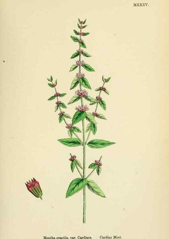 Reproducción/Reproduction 48718043606: English botany, or, Coloured figures of British plants /. London :R. Hardwicke,1863-1886.. 