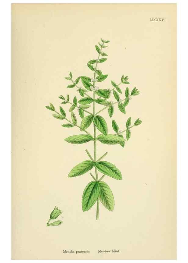 Reproducción/Reproduction 48718043896: English botany, or, Coloured figures of British plants /. London :R. Hardwicke,1863-1886.. 