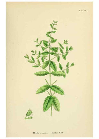 Reproducción/Reproduction 48718043896: English botany, or, Coloured figures of British plants /. London :R. Hardwicke,1863-1886.. 
