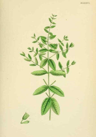 Reproducción/Reproduction 48718043896: English botany, or, Coloured figures of British plants /. London :R. Hardwicke,1863-1886.. 