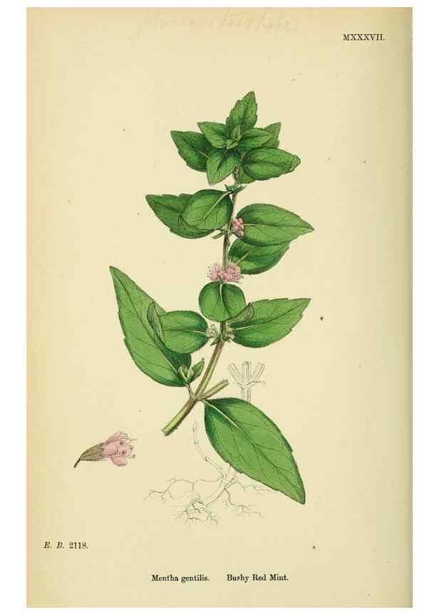 Reproducción/Reproduction 48717707253: English botany, or, Coloured figures of British plants /. London :R. Hardwicke,1863-1886.. 