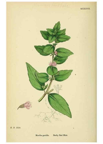 Reproducción/Reproduction 48717707253: English botany, or, Coloured figures of British plants /. London :R. Hardwicke,1863-1886.. 