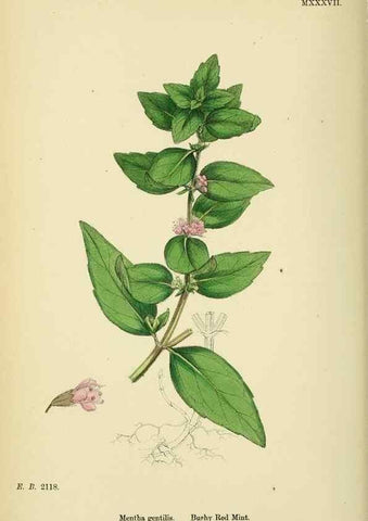 Reproducción/Reproduction 48717707253: English botany, or, Coloured figures of British plants /. London :R. Hardwicke,1863-1886.. 