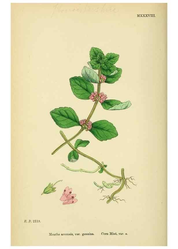 Reproducción/Reproduction 48718216282: English botany, or, Coloured figures of British plants /. London :R. Hardwicke,1863-1886.. 